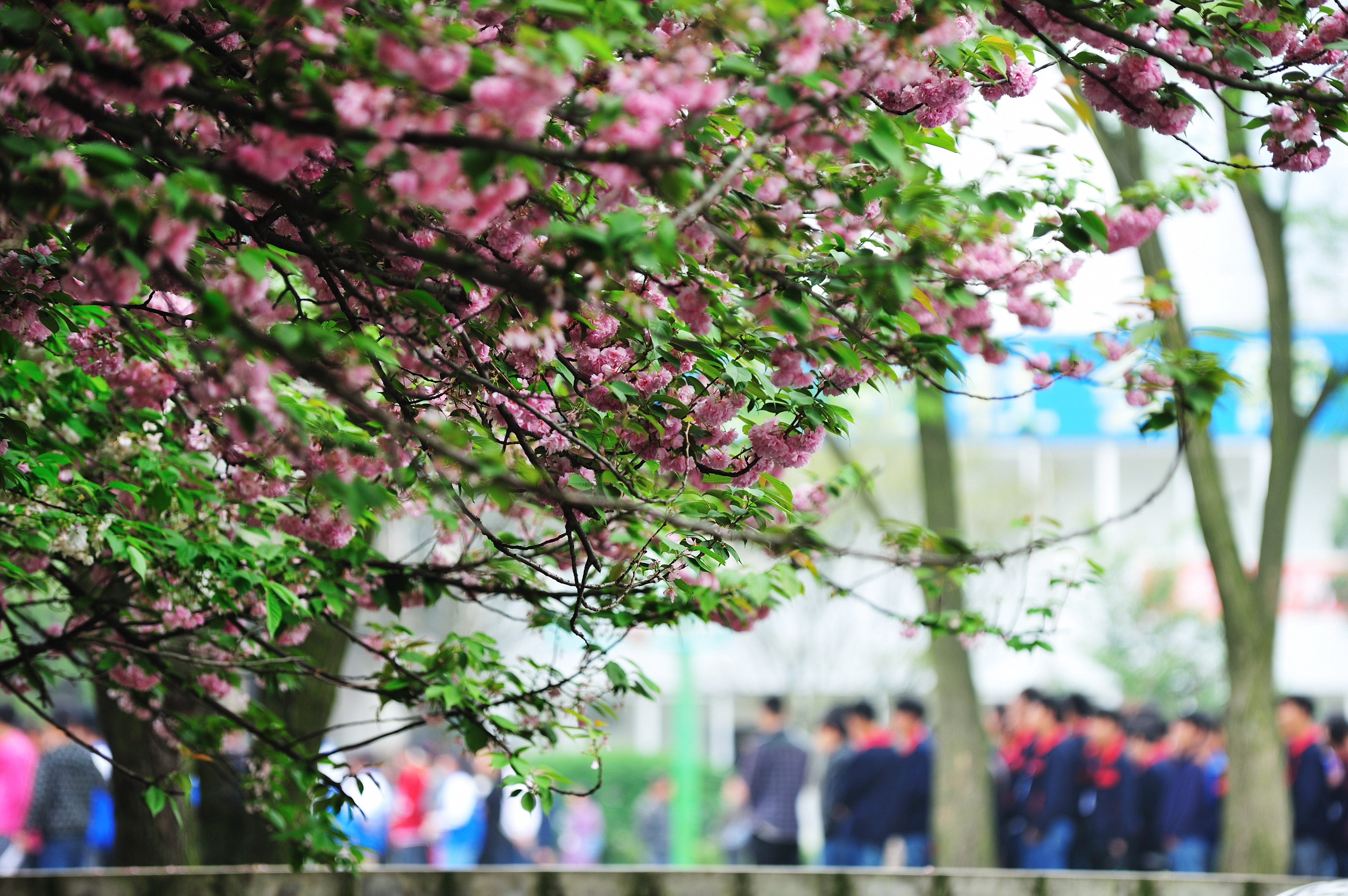 和尚坡校區(qū)